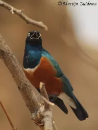 Glansspreeuwen [Lamprotornis]